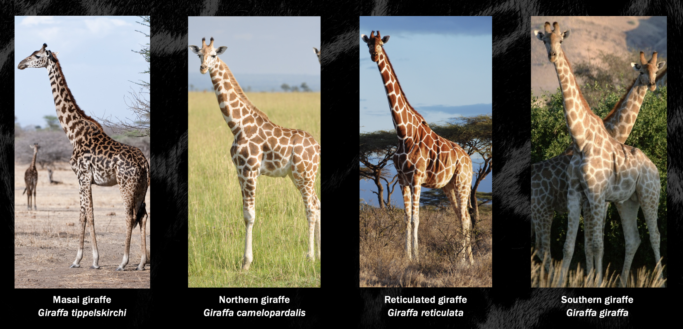 Four photographs of the new giraffe species on a black background with their latin names and common names underneath. The photos show clear differences in appearance.
